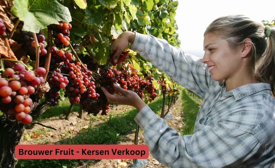 What Makes Brouwer Fruit - Kersen Verkoop Special?